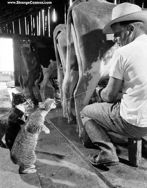 Thirsty Farm Cats